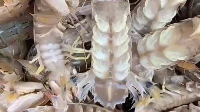 你有心我有酒，带上皮皮虾我们走