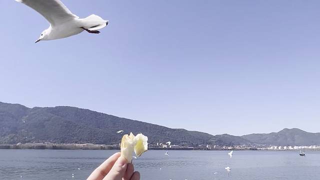 我在海埂喂海鸥