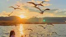 穿越2000公里，只为了这一场日出海鸥之约。#带你去看海鸥 #红嘴鸥#泸沽湖喂海鸥