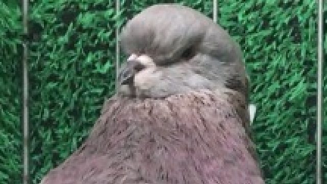 第一次见有人把鸽子养的这么健美。。感觉能一拳打飞我的样子。。