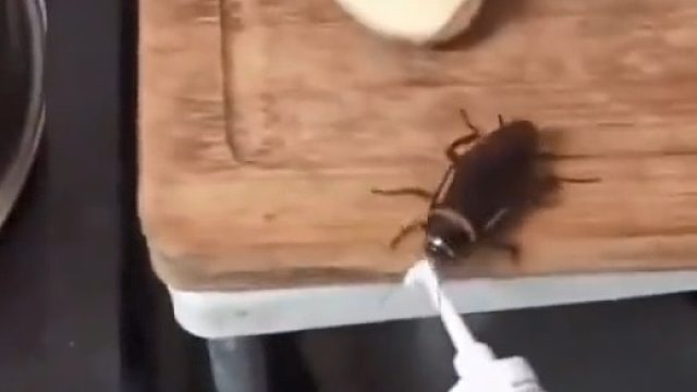 的亏蟑螂不认识字