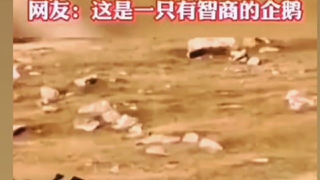 动物世界，企鹅。。