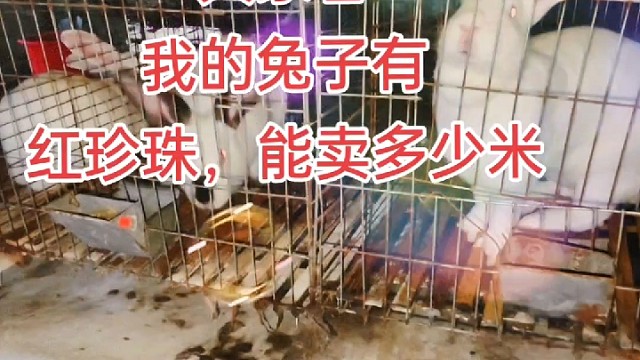 兔子晚上能看得见不，晚上拿电同照过去更恐怖。