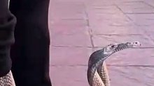 这蛇要是左公右母，走起路来不得光踩脚啊