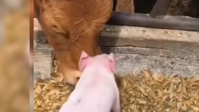 艾特最像它的朋友