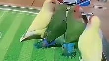 当鹦鹉成精了，会踢球战况还很激烈