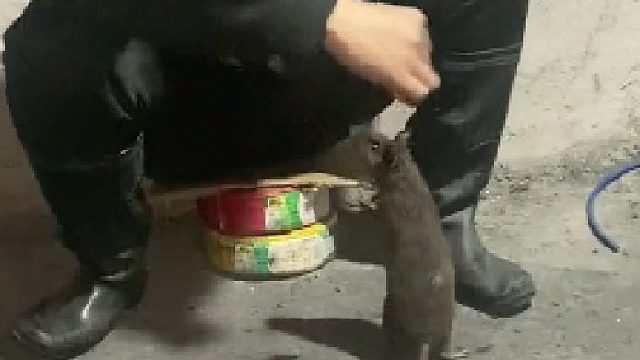 井下的老鼠和地面上的不太一样，井下老鼠大都近视，性格温顺！