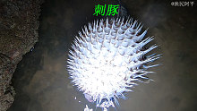 阿平赶海抓到了一条刺鲍鱼，它生气的时候就会膨胀特别有趣