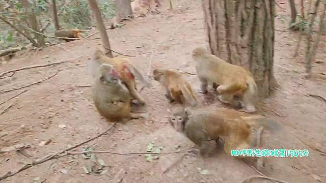 两面夹攻，走散的妇幼2