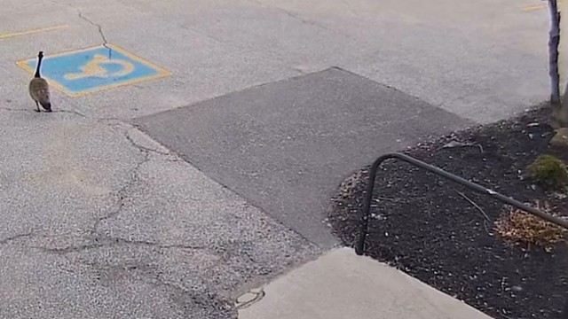 可曾听闻农村三霸