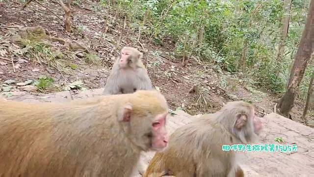 打打闹闹也是一家呀！