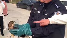 天门特警在城区发现一只中毒的鵟，及时送野保站救助。民警将痊愈的鵟放生