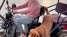 金毛坐三轮车还不忘出一份力，主人转头一脚”把它踢上来