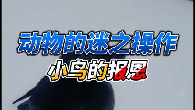 如果可以的话，我也想辞职养鸟