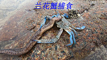 阿平赶海遇到了兰花蟹在捕捉海鳗鱼，之后还收获了海胆和青蟹