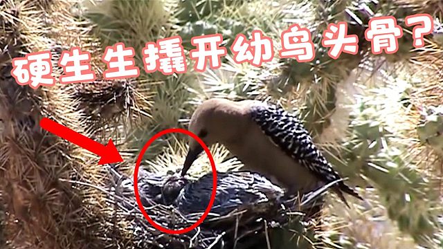 为了吃大餐，啄木鸟硬生生撬开幼鸟头骨，疯狂“吸食脑髓”！