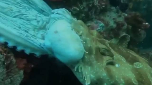 章鱼拼命想从地毯鲨的嘴下逃走