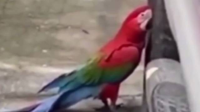 最近胎压老是低，原来气鹦鹉给放掉了