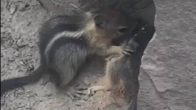 同类相食，都是蛋白质