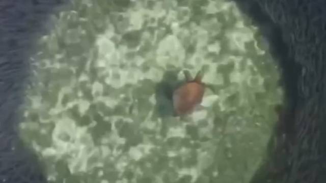 海龟在密集的鱼群中形成一座移动的孤岛