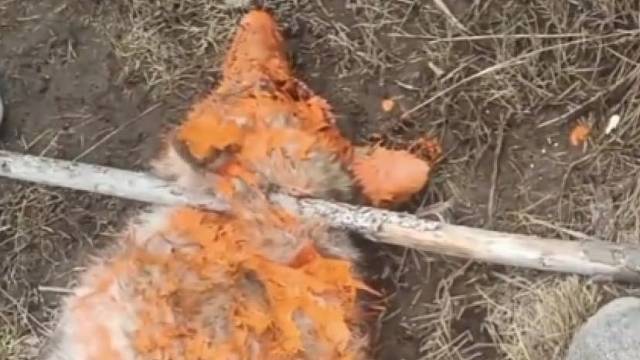 高原狼闯进羊圈咬死牧民家羊，牧民用特殊方式予以警告