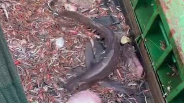 渔民430米水深捞上来一条长尾鲨，活泼的很，生怕尾巴打到人，第一时间放生了