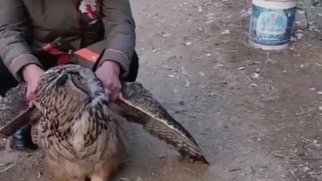 一村民逮住一只猫头鹰……村民：好家伙，你把我家活鸡的脖子吃没了。猫头鹰：有种你炖了我呀！