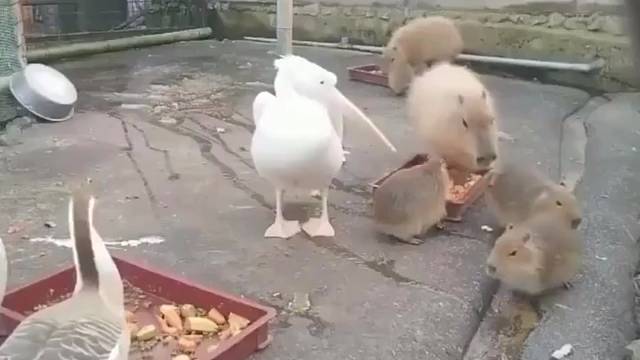 胖到别人无从下嘴