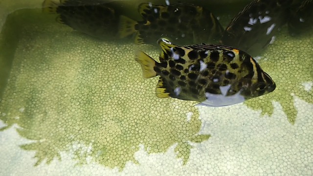 头疼啊！难不成又要我在开一个鱼缸。