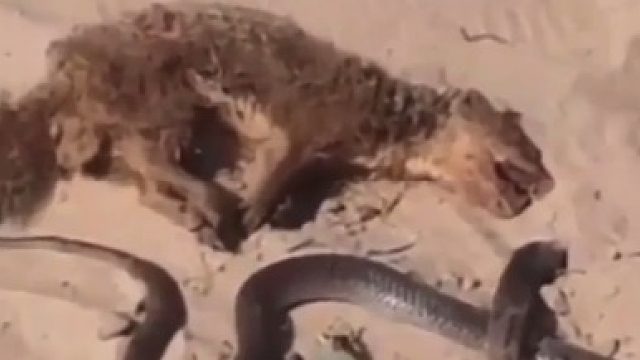 毒睡了，过会醒来再吃蛇