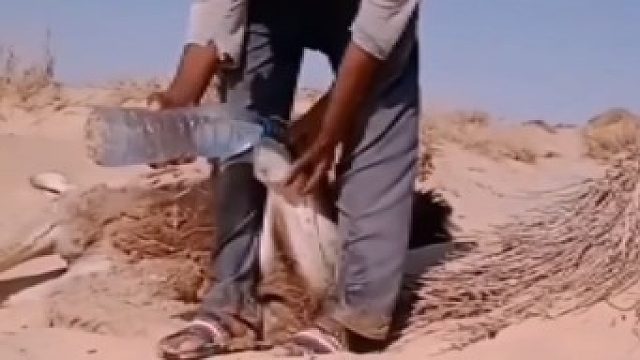 上海猫咪被人打后吓坏了