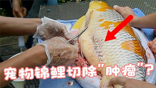 锦鲤长了巨型肿瘤，主人花上万元为鱼手术治疗！