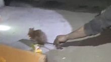 井下的老鼠很温顺，一点也不怕人