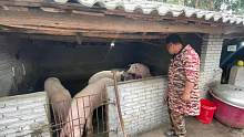胖哥家今年养了11头猪，记录养猪的一天，传统养猪真辛苦