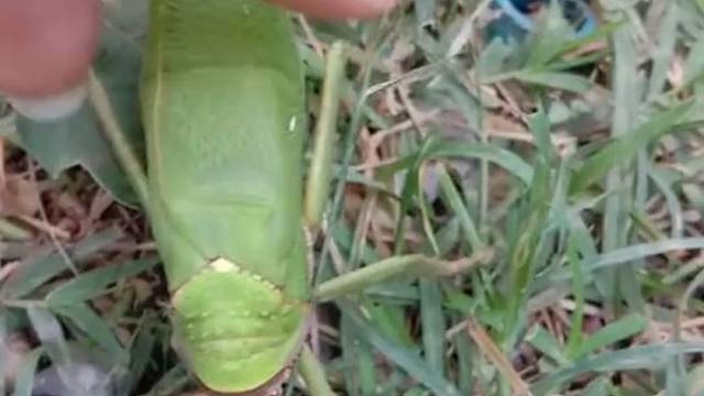 老这么干磨不疼么