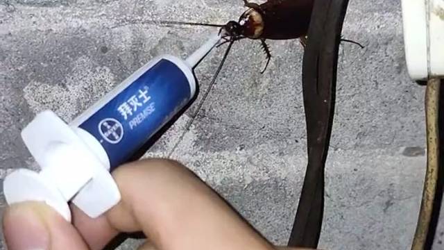 大螂，该喝药了