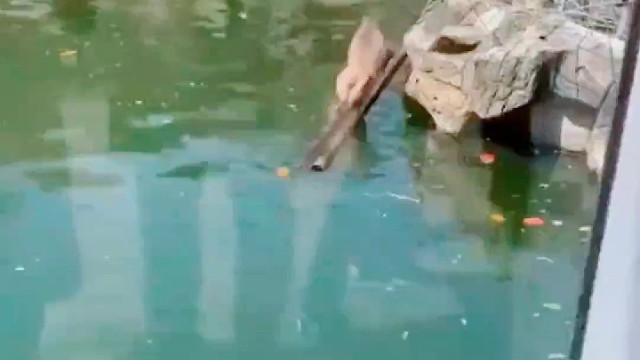 八仙过海，各显神通