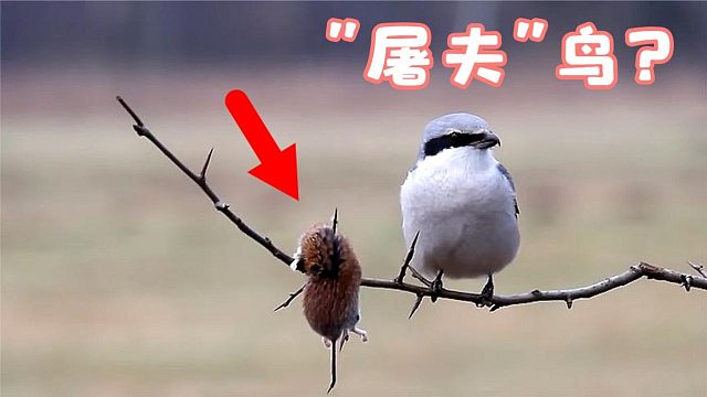 因为喜欢串“肉串”，被人们称为屠夫鸟！