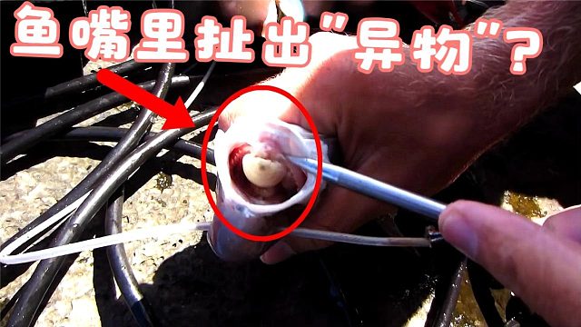 男子掰开鱼嘴，从里面扯出一个“异物”，看清后吓了一跳！