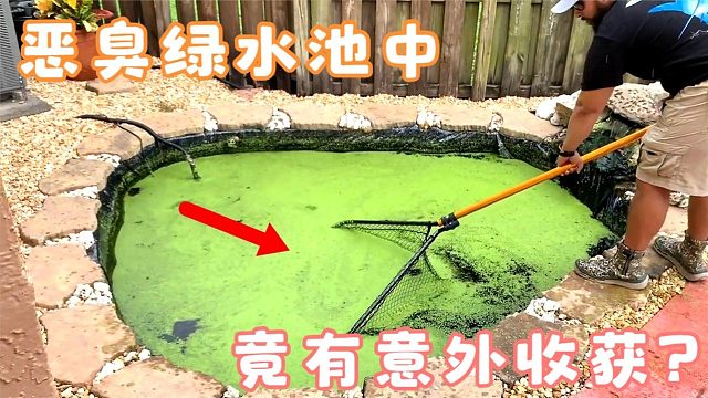 一池绿水发出阵阵臭味？男子上前打捞，竟发现意外的惊喜！