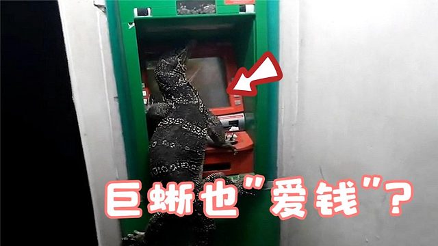 没卡还想取钱？国外一台取款机上，竟趴着一条两米长巨蜥！