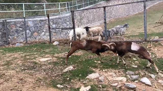 铁头功ฅ՞•ﻌ•՞ฅ