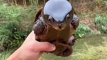 第一次见龟有这么大的头