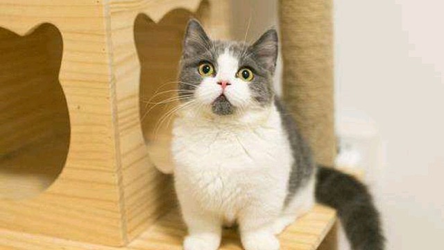 皮尔斯精彩助攻