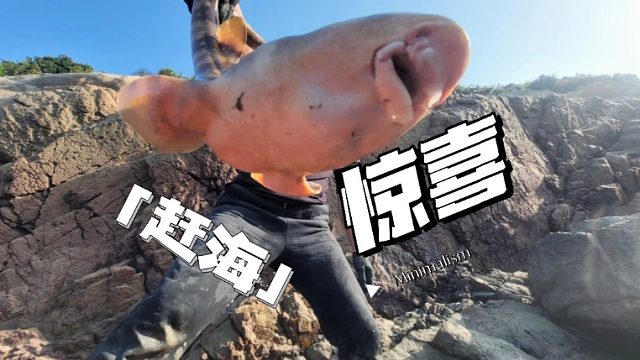 三十米长型坑抽干给大伙看呆了，生猛海鲜到处乱窜，抓了满满一桶