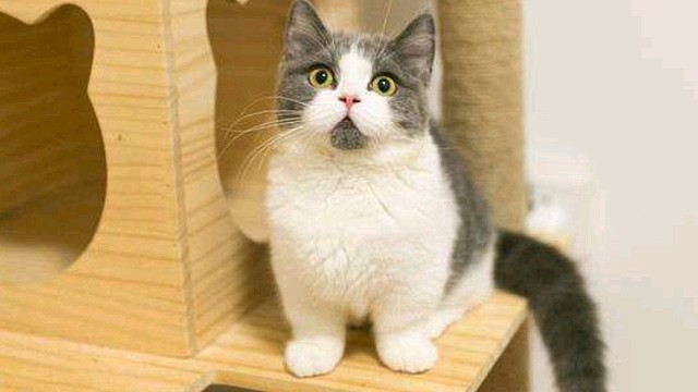 晋升传奇关键一战