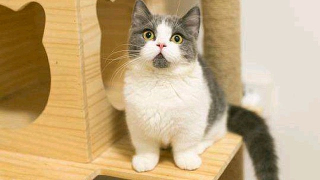 皮尔斯 诺维斯基无解三分