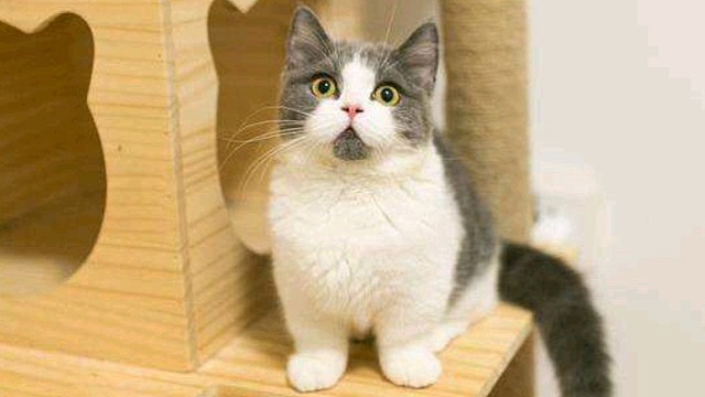 精彩绝伦的绝杀助攻罗德曼