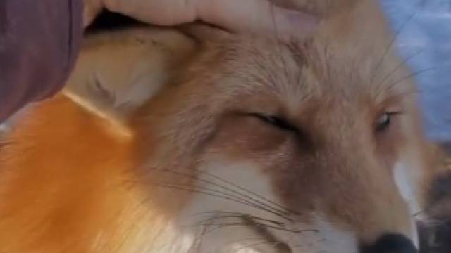 见过撸猫撸狗第一次见过撸狐狸