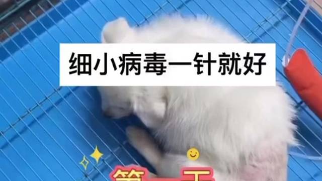 救活细小病毒小狗